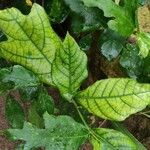 Ficus montana Leaf