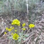 Eriogonum umbellatum Цвят