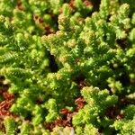 Sedum moranense Leaf