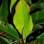 Quintinia parviflora Leaf