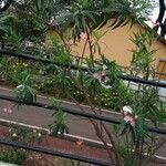 Nerium oleander Plante entière