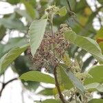 Callicarpa arborea 花