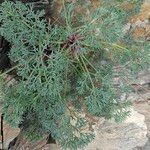 Seseli gummiferum 葉