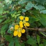 Stigmaphyllon ellipticum Flower