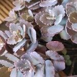 Kalanchoe pumila Blatt