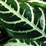 Aphelandra squarrosa 葉