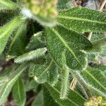 Biscutella laevigata Leaf