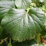 Tilia platyphyllos Blatt