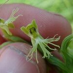 Platanthera lacera Flower