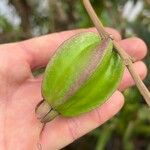 Ficus habrophylla ഫലം