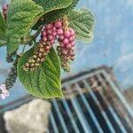 Lantana trifolia Fruit