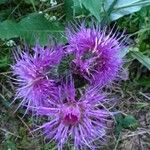 Cirsium vulgareBlomst