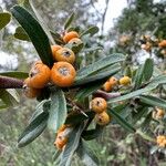 Pyracantha angustifolia Ffrwyth