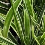 Carex umbrosa पत्ता