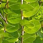 Chrysobalanus icaco Feuille