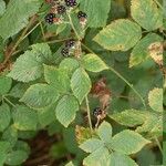 Rubus phyllostachys Meyve