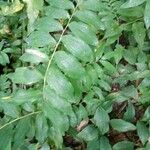 Polygonatum multiflorumLeaf