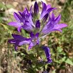 Campanula spicata Flor