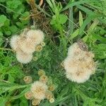 Erigeron bonariensis Fruit