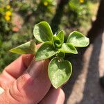 Theligonum cynocrambeपत्ता