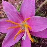 Zephyranthes carinata Квітка