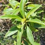 Myoporum laetum 葉