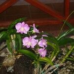 Guarianthe skinneri Blüte