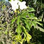 Plumeria pudica List