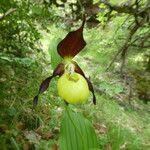 Cypripedium calceolus Flors