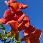 Campsis grandiflora Квітка