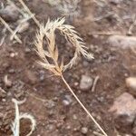 Tetrapogon cenchriformis Frucht