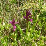 Dactylorhiza sambucina Habitus