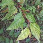Melochia nodiflora Hoja