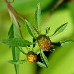 Bidens frondosa Flor