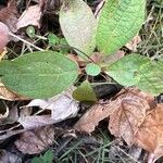 Sassafras albidumLapas