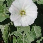 Convolvulus arvensis Blomst