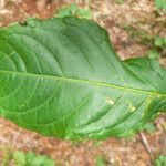 Solanum leucocarpon Лист