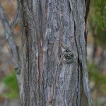 Juniperus monosperma Casca