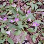 Claytonia caroliniana Flor