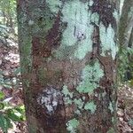 Byrsonima laevigata Kabuk