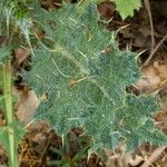 Carduus tenuiflorus Leaf