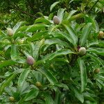 Magnolia fordiana Лист