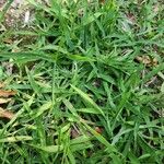 Digitaria sanguinalis Συνήθη χαρακτηριστικά