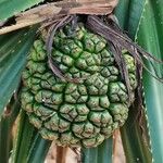 Pandanus utilis फल