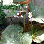 Begonia obliqua Folla