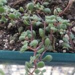 Crassula expansa ഇല