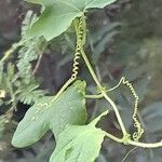 Passiflora foetida Leht