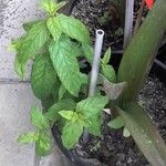 Mentha spicata Blad