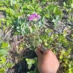 Phlox pilosa Blomma