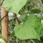 Ipomoea tricolor Folha